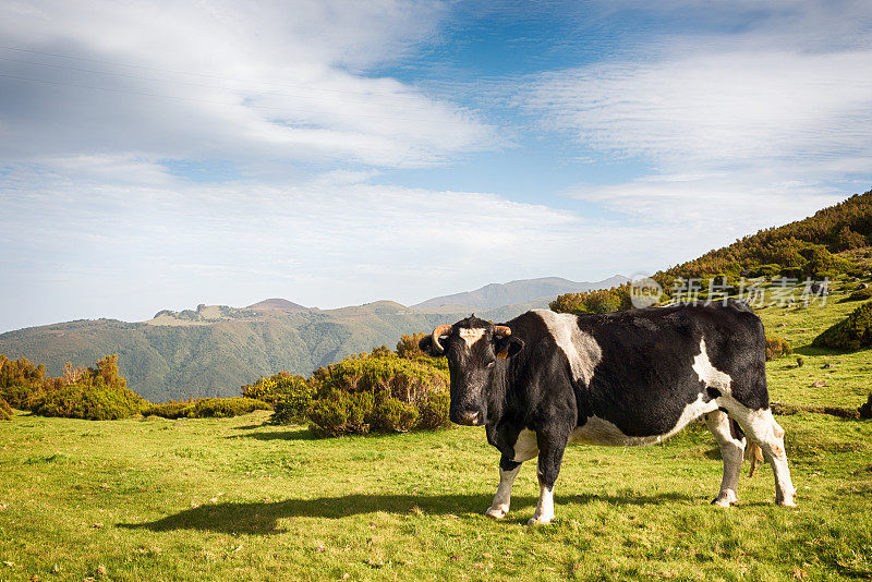 Ribeira da ventana,Cow;木材。